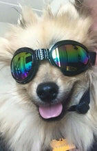 Cool Dog Goggles