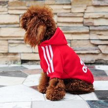 Adorable Adidog Dog Jacket